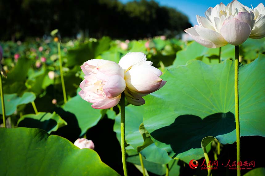 白洋淀中盛開的并蒂蓮。人民網(wǎng) 楊華龍攝